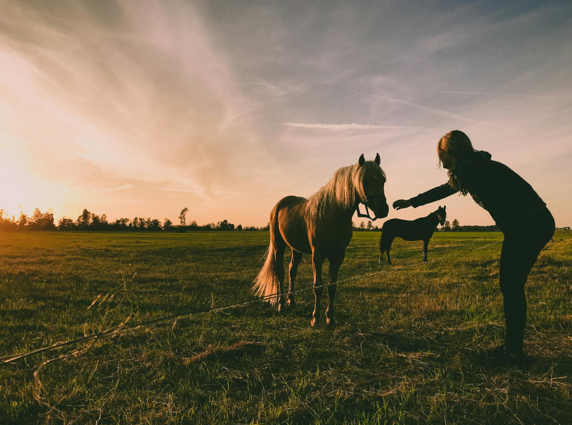 Dr. Kirks Horse supplements